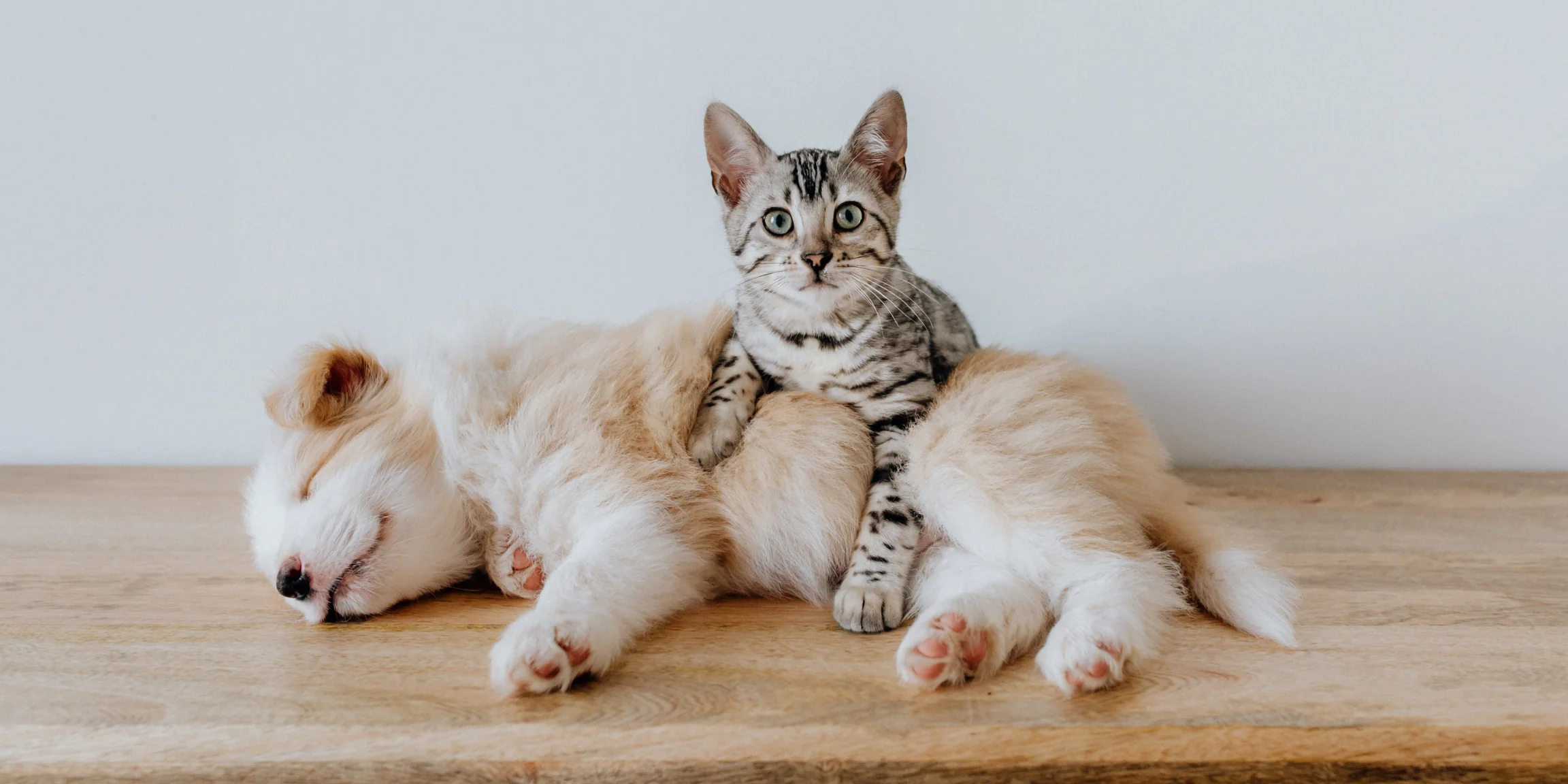 Joy for You and Your Pet